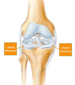 Anatomia