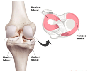 anatomia do joelho e meniscos