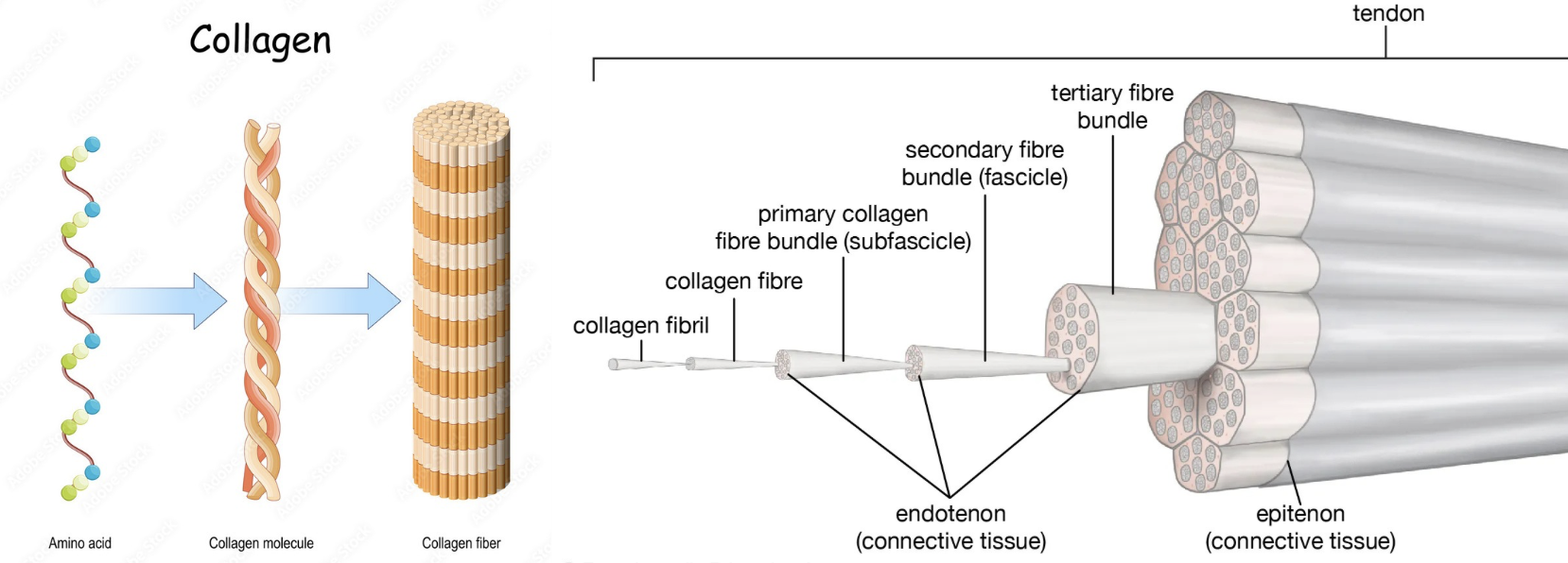Tendinopatia do Quadríceps 4 COLAGENO